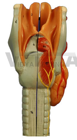 Larynx IV - Posterior View